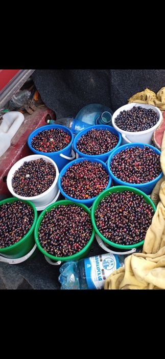 Продам смородины дикая