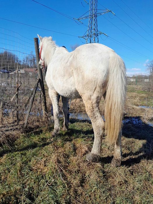 Iapă de vânzare preț fix