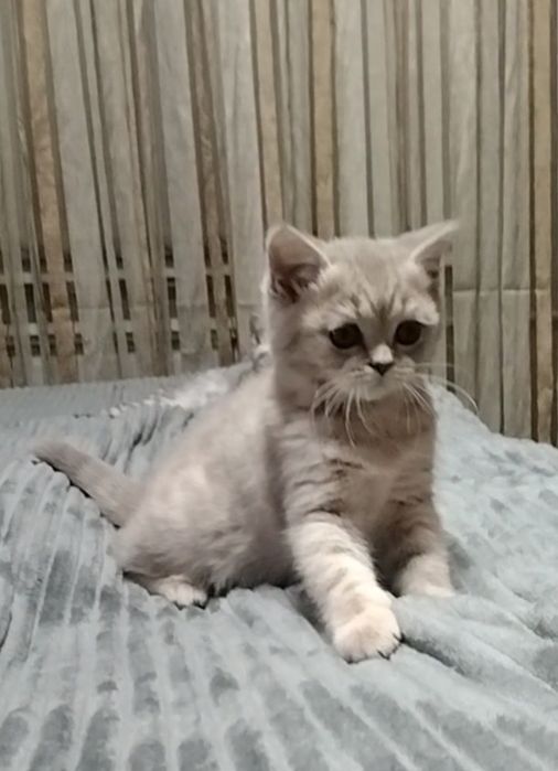 Шоу класс! Девочка.