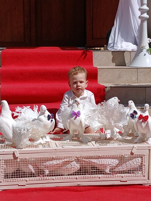 Porumbei pentru evenimente