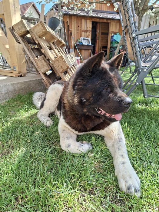 Akita American mascul