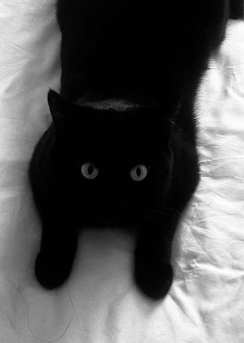 СРОЧНО‼️отдам кота в добрые руки