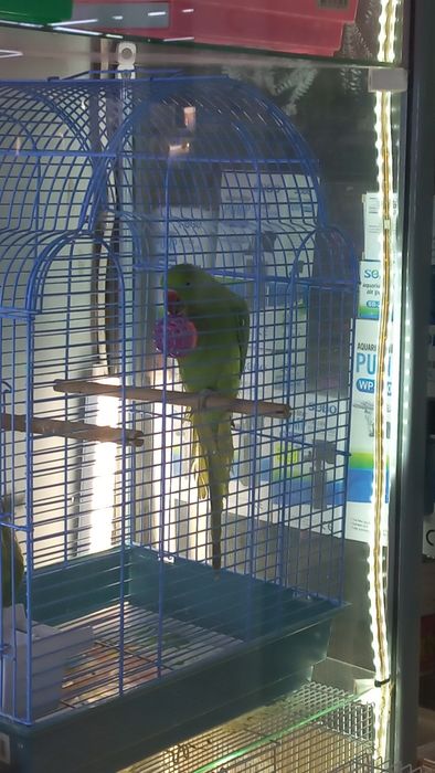 Ожереловый попугай