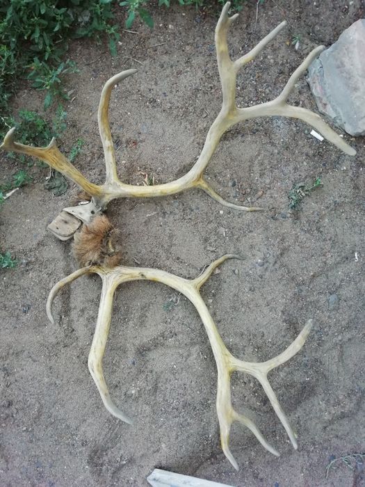 Продам рога оленя