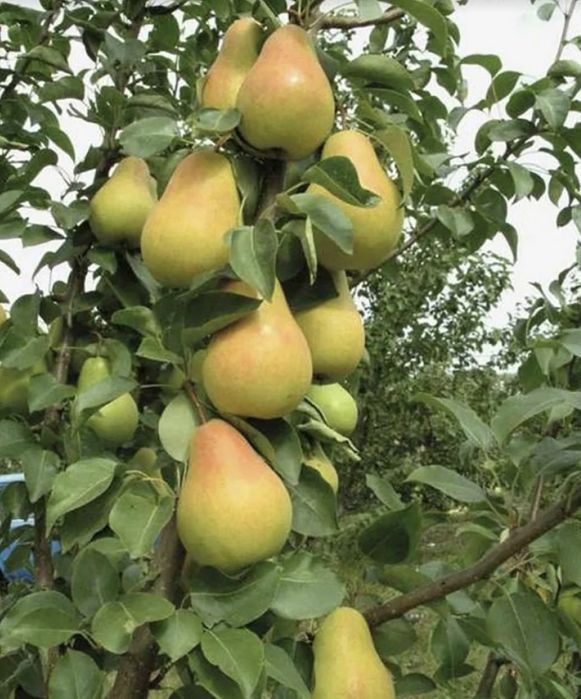 Мевали дарахтлар кучатлари