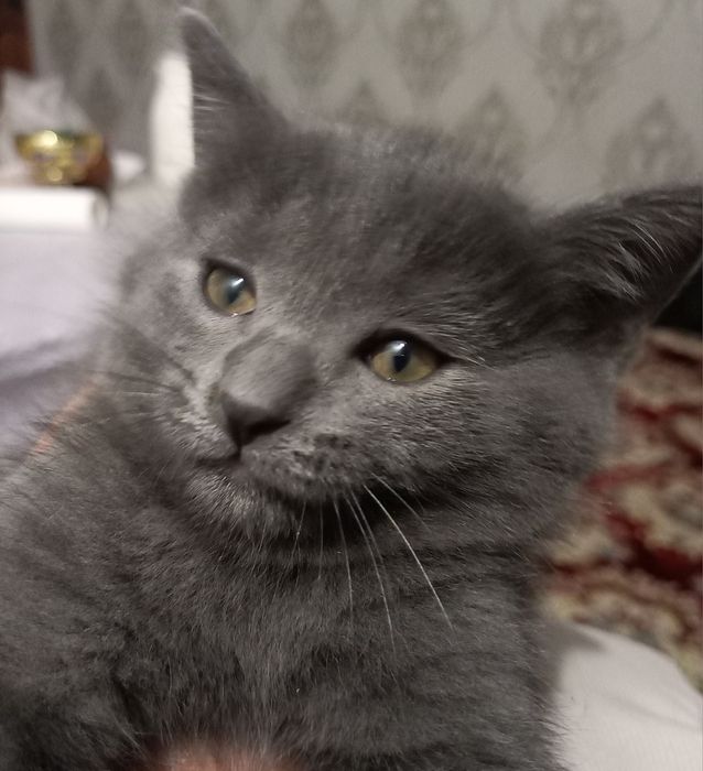 Мушукча 500 минг сумга сотилади