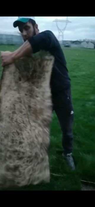 тайор газон сотилади