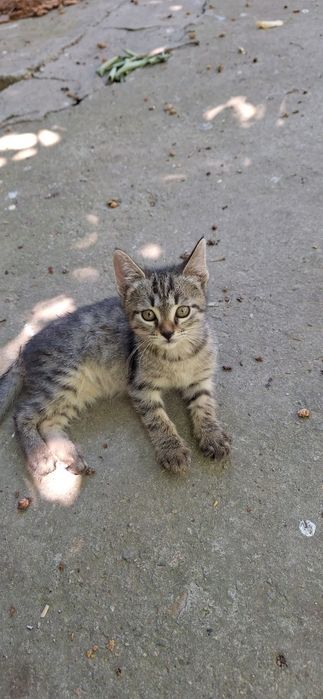Котёнок в добрые руки мальчик 2 месяца