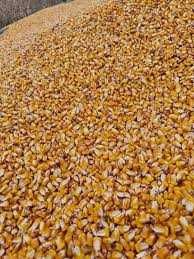 Vand Porumb Pioneer Boabe - Recolta 2025