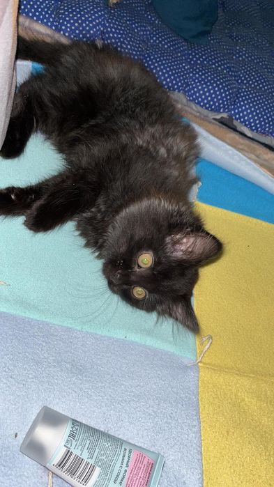 Отлам в добрые руки