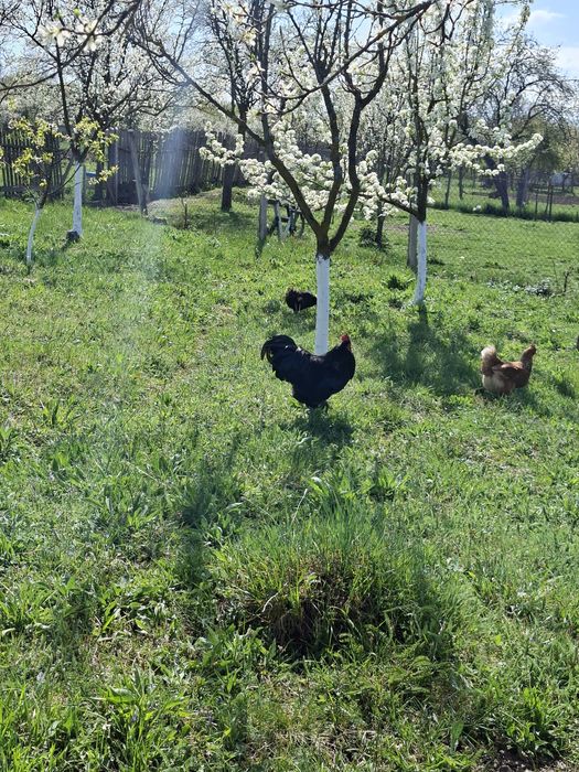 Cocos australorp