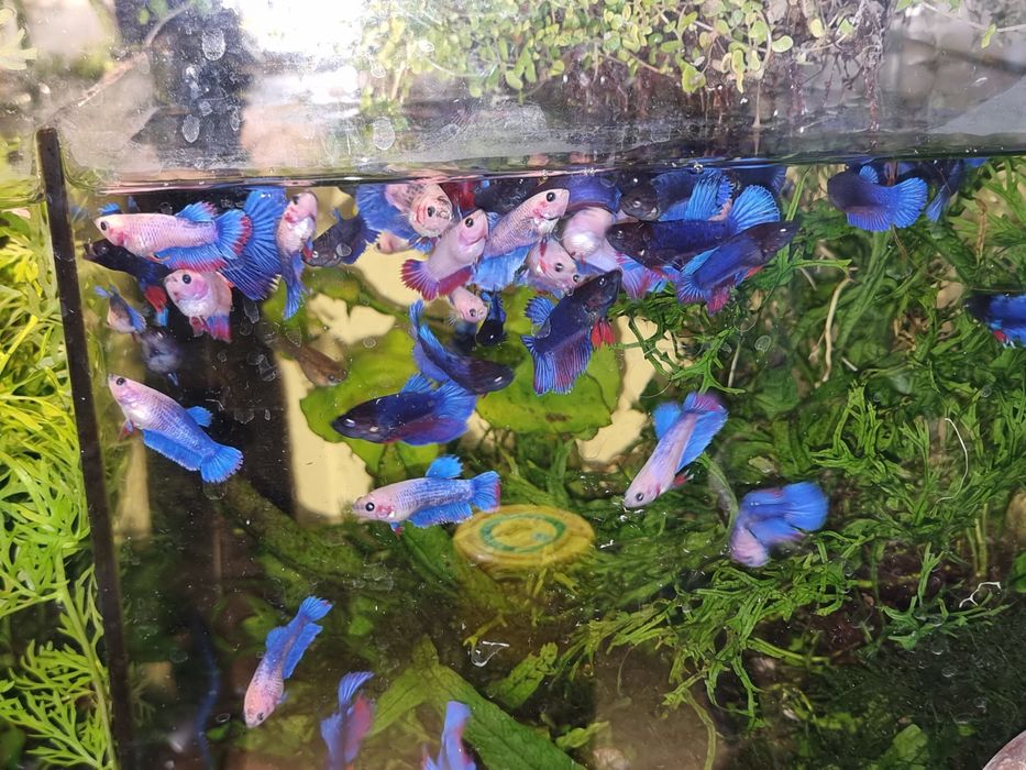 Nufar de acvariu in scoică, betta, moss