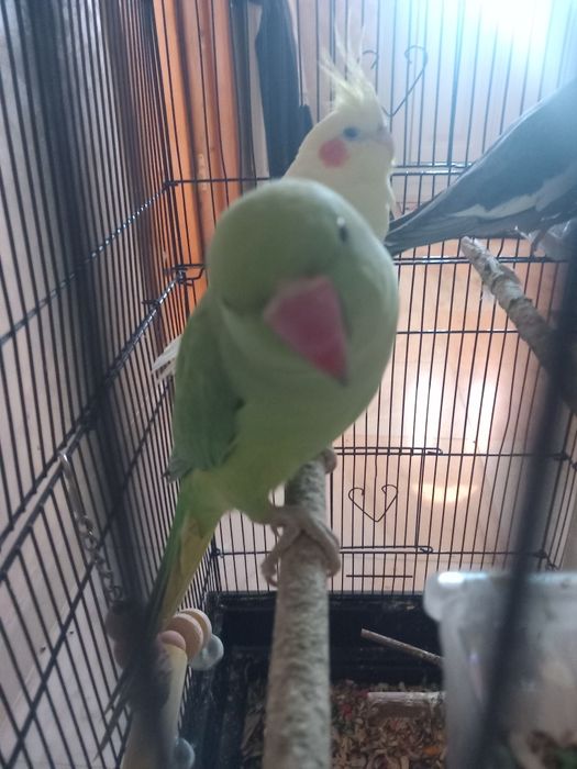Negociabil, papagal micul alexandru !Se vinde urgent!