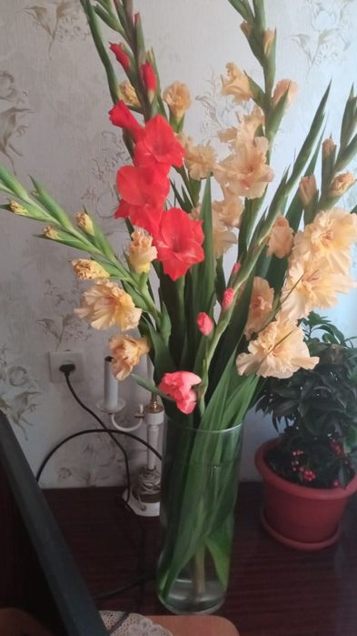 Луковицы гладиолусов