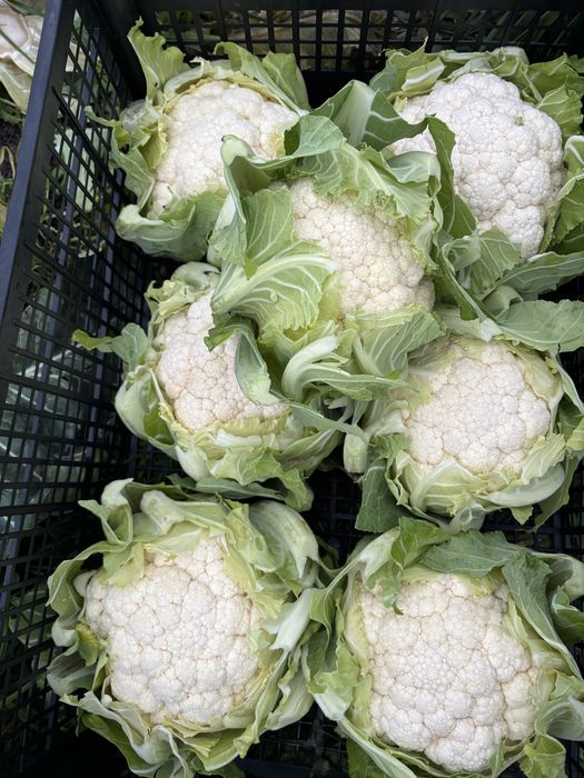 Se vinde conopida doar en-gros