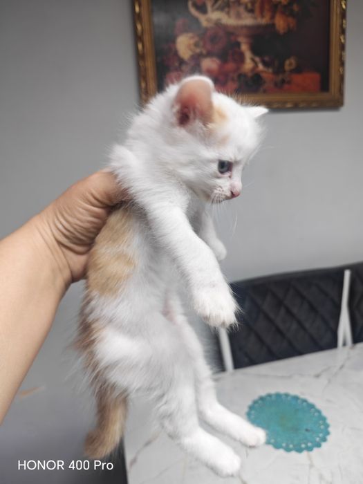 Отдам в хорошие руки