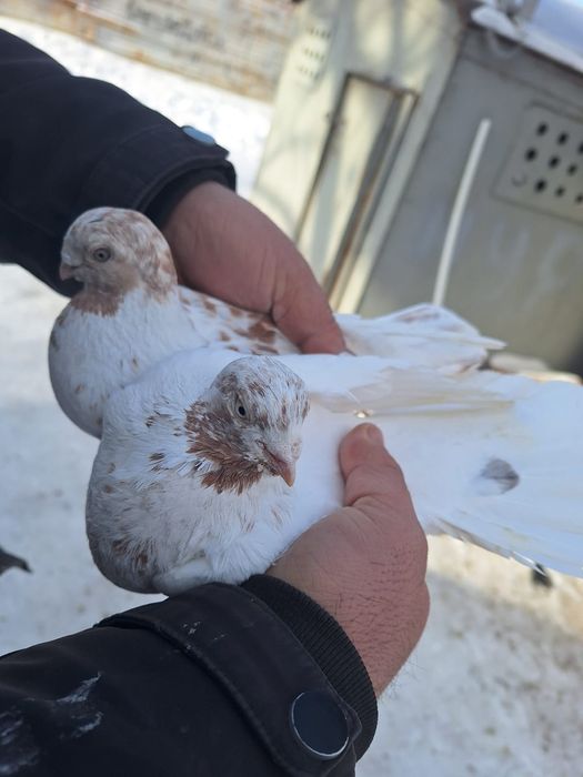 Голуби продаётся