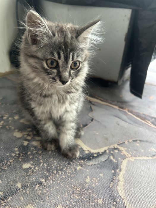 Отдам котенка в хорошие руки