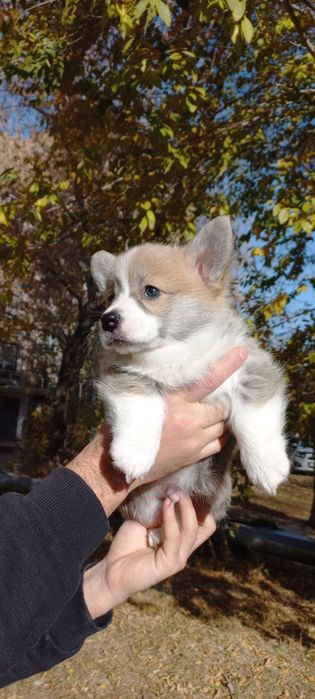 Вельш корги пемброк