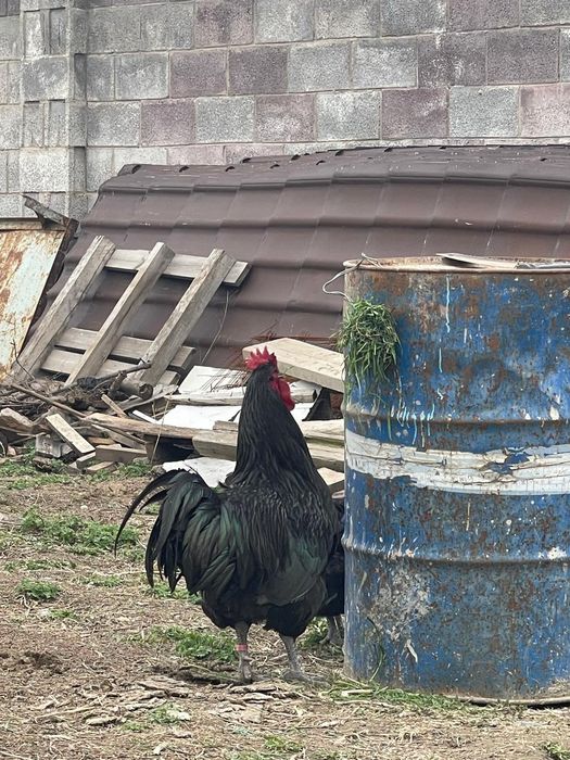 Яйцо Джерсиский гигант