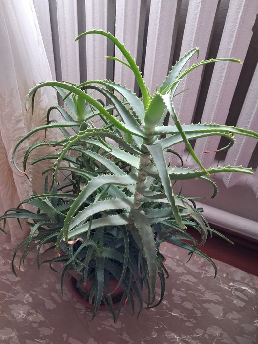 Лечебный Алой.  многолетний