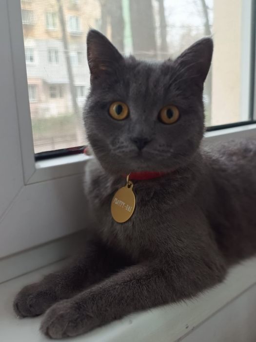 Pisica pui Brittish shorthair gri deschis - 7 luni