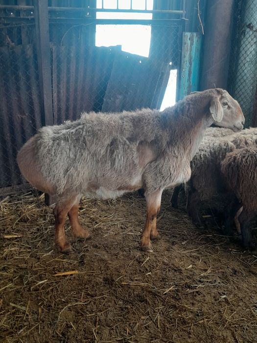 Продам барана 3.5 года