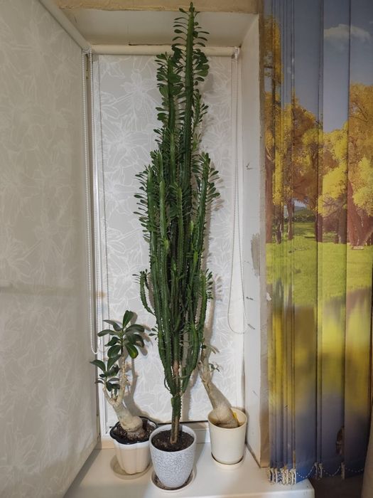 Молочай трёхгранный