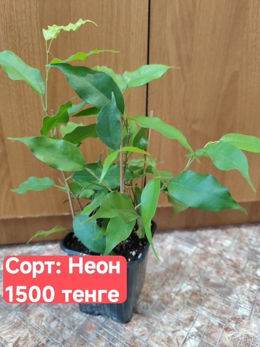 Фикусы Бенджамина