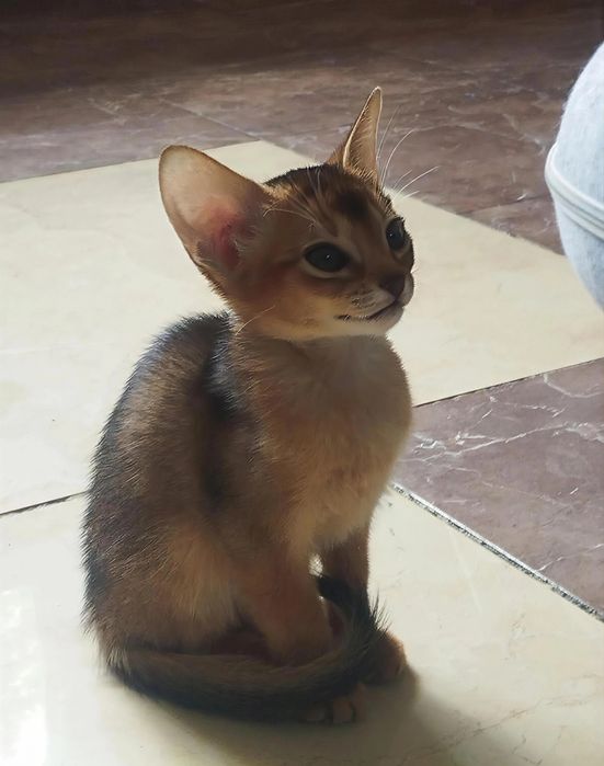 Абиссинские котята европа