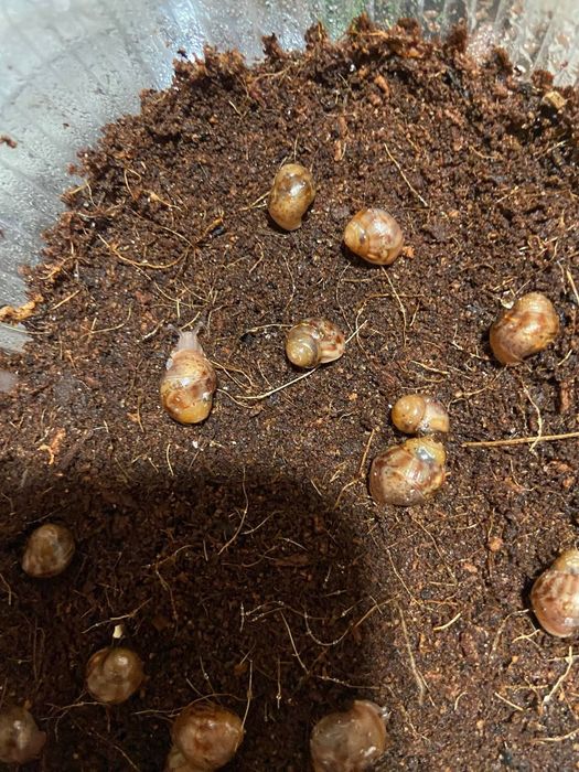 Продам улиток Ахатины