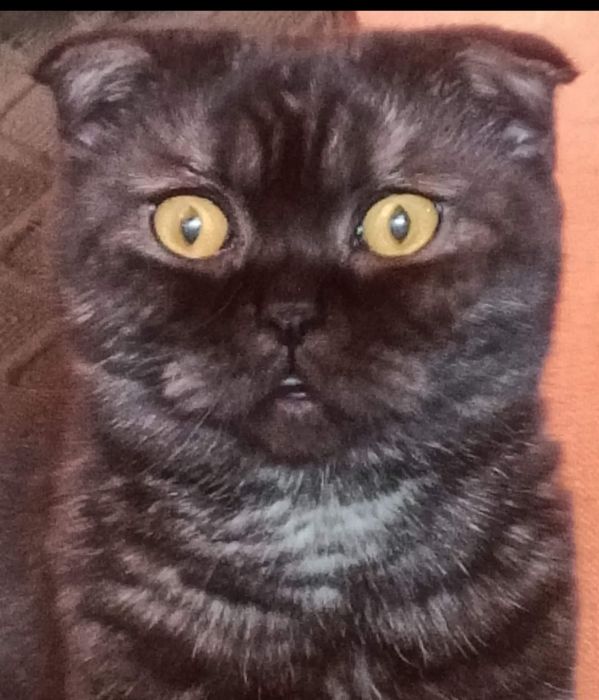 Отдам шотландскую вимлоухую