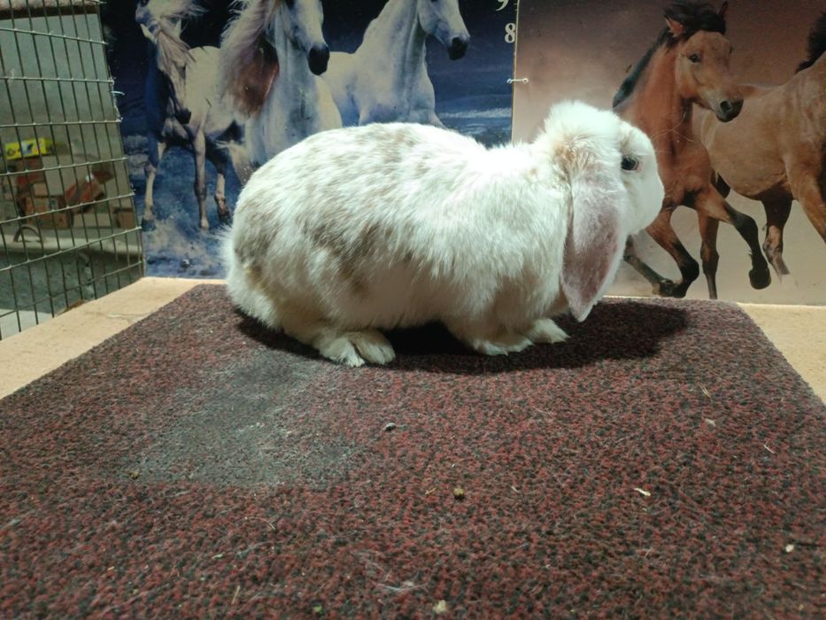 Fransuz baran sotiladi 650000