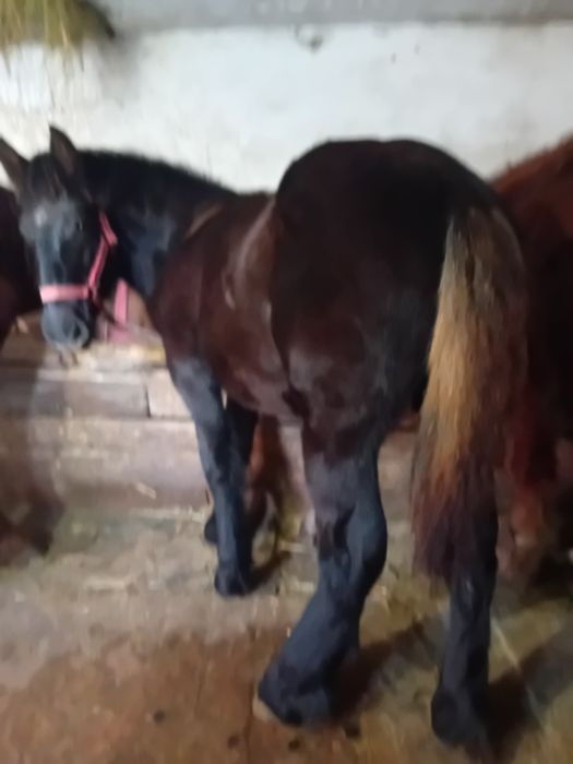 Vând mânz de 7 luni