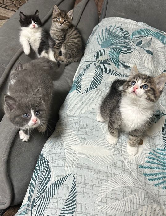 Отдам котят в хорошие руки