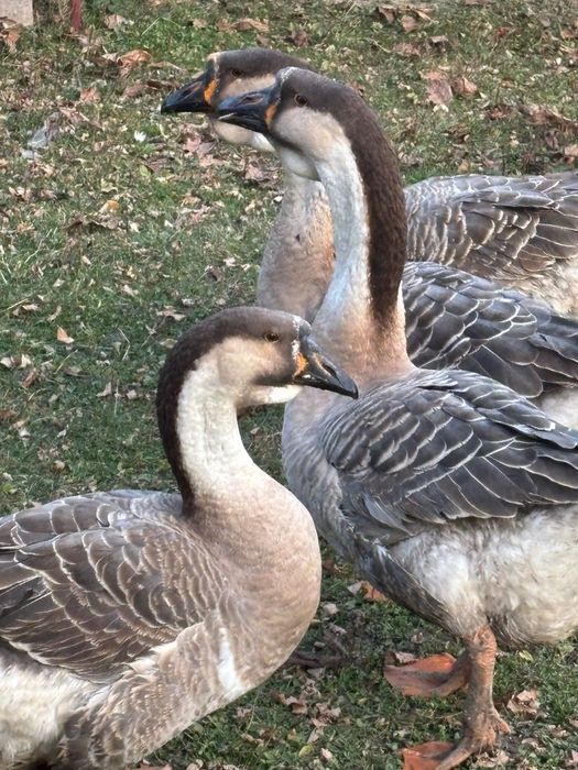 Gâscan Leșesc 2025