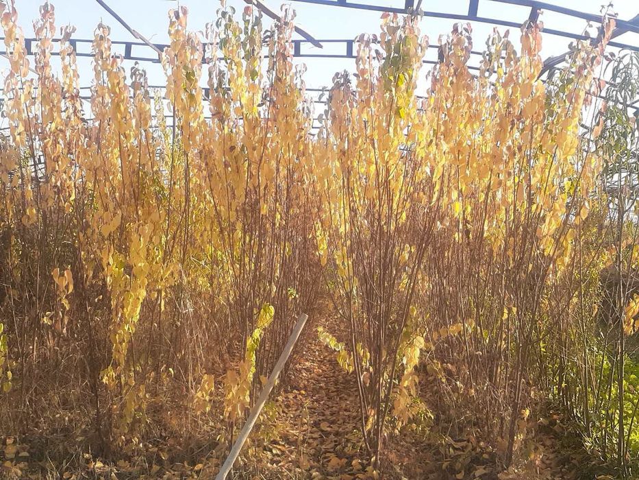 Хар хил мевали дарахт кучатлари сотилади