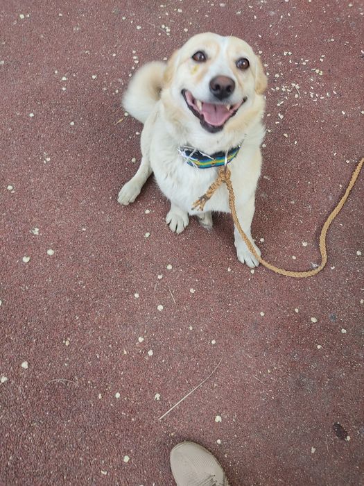 Потерялась собака