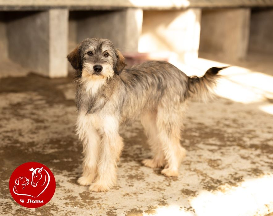 Отдам в хорошие ручки