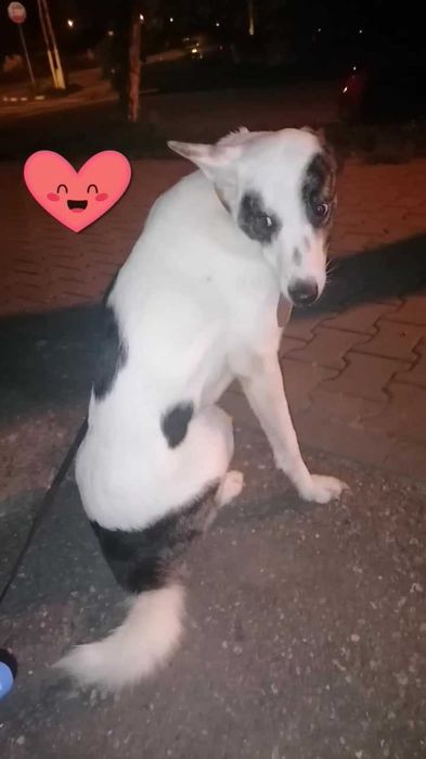 Donez câine talie mare