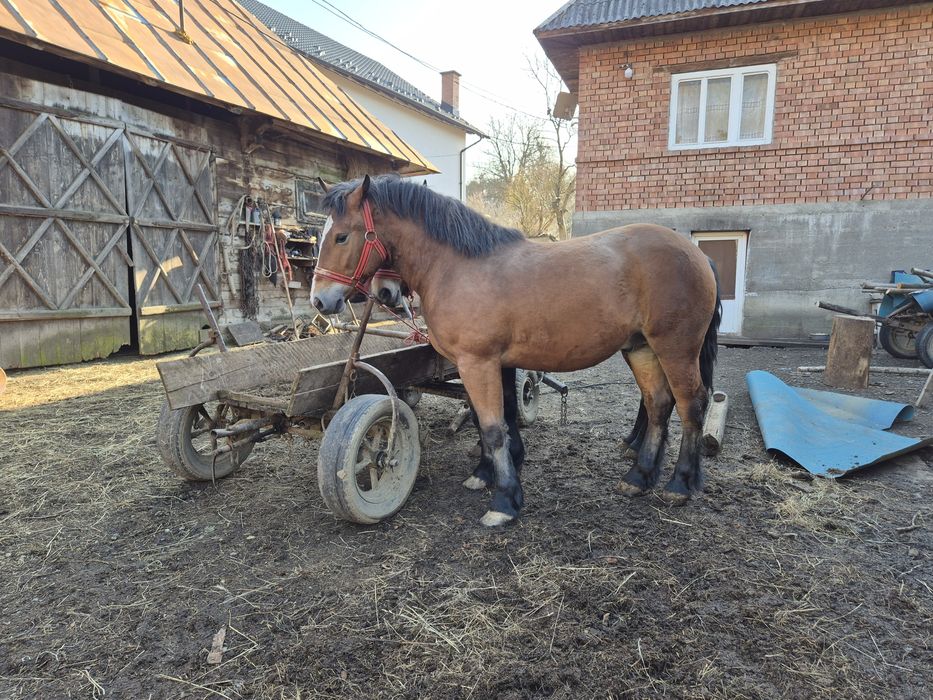 Mânz de 2 ani de vânzare