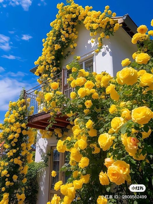 Продаёться розы сортовые