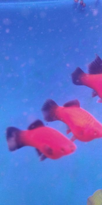 Продам самок берлинских меченосцев.