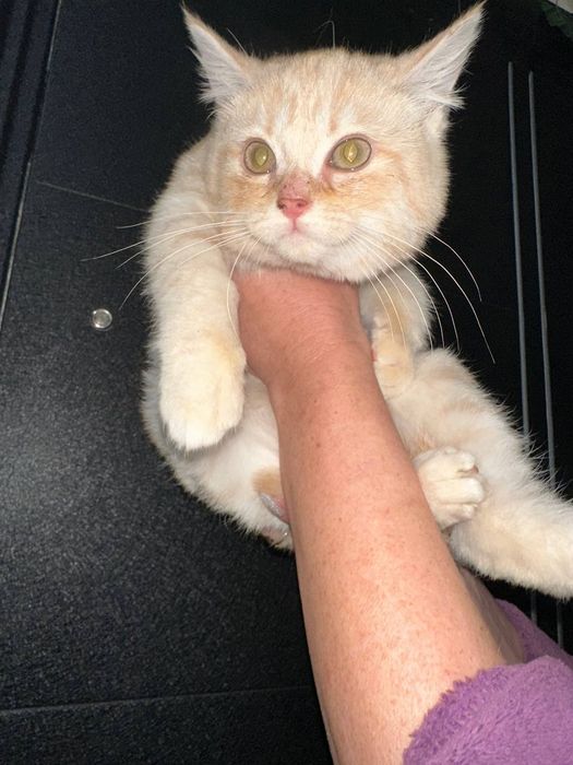 Продаётся котёнок