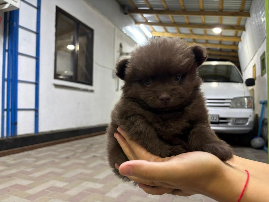 Продам щенков в хорошие руки