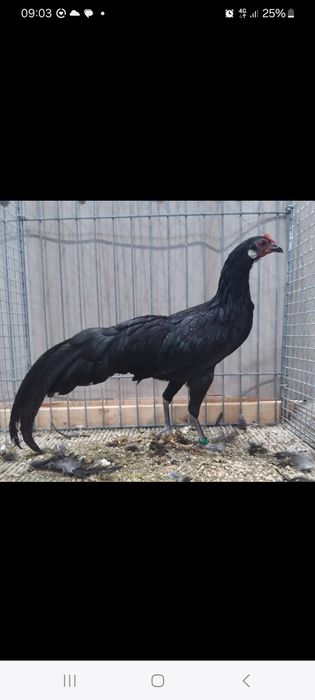 Чёрный феникс карлик