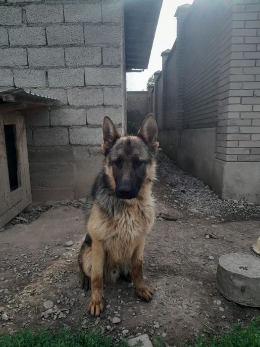 Немецкий овчарка