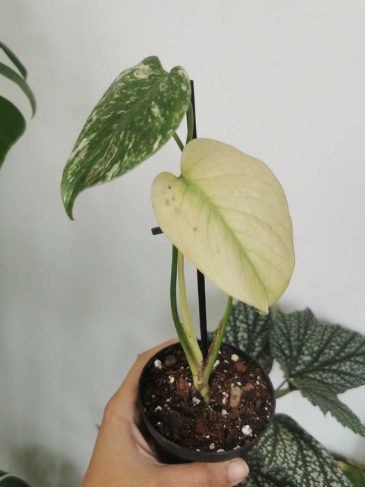 Monstera Deliciosa Mint variegata