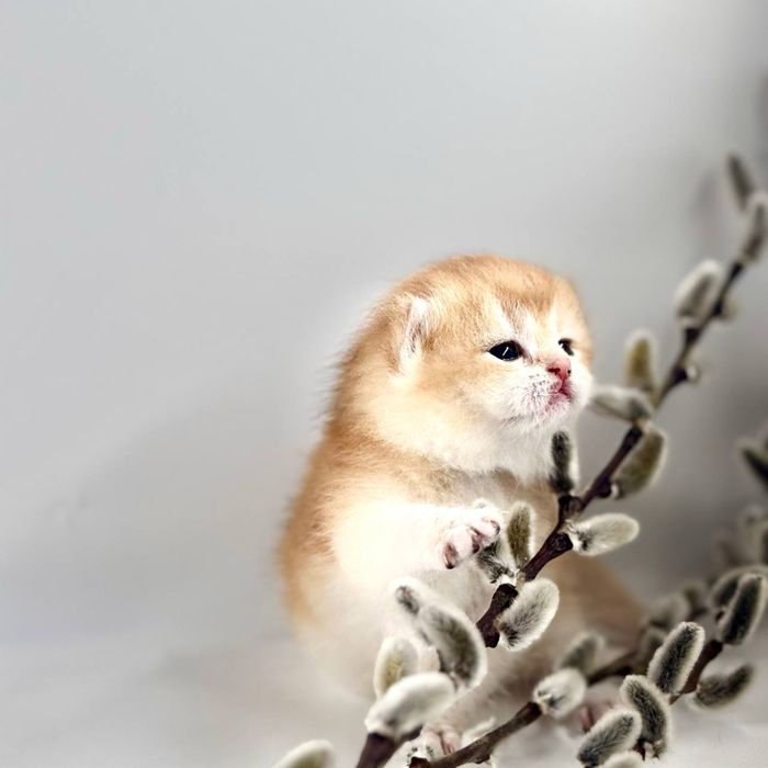 Золотые карапузики британские