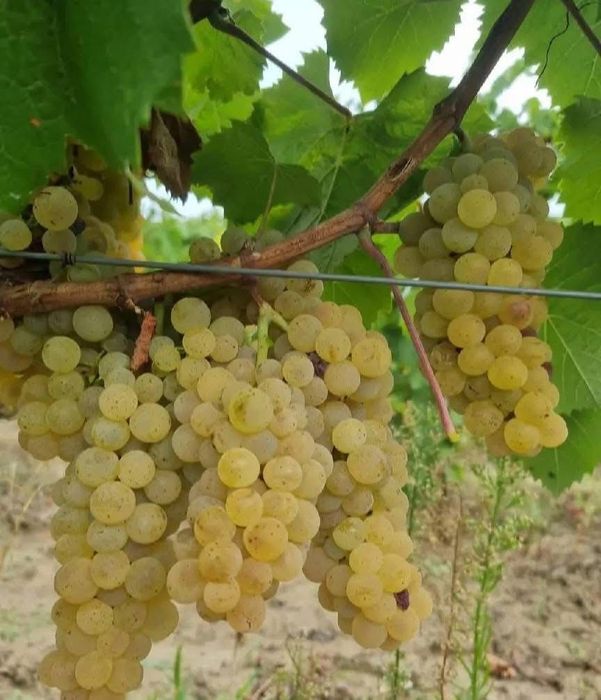 Struguri de vin , producție 2025 , Vrancea